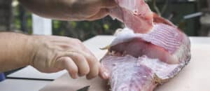 La maturazione del pesce